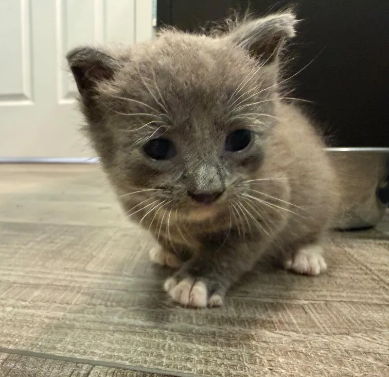 A baby small-sized female Domestic Short Hair cat named Demi for adoption in Syracuse, IN