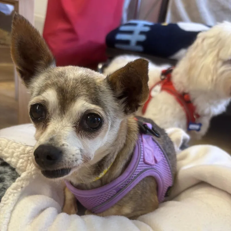 A senior small-sized female Yellow / Tan / Blond / Fawn Chihuahua dog named Chappell for adoption in San Francisco, CA