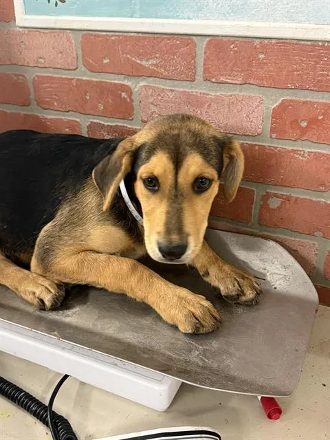 A baby small-sized female Catahoula Leopard Dog dog named Catalina for adoption in Houston, TX