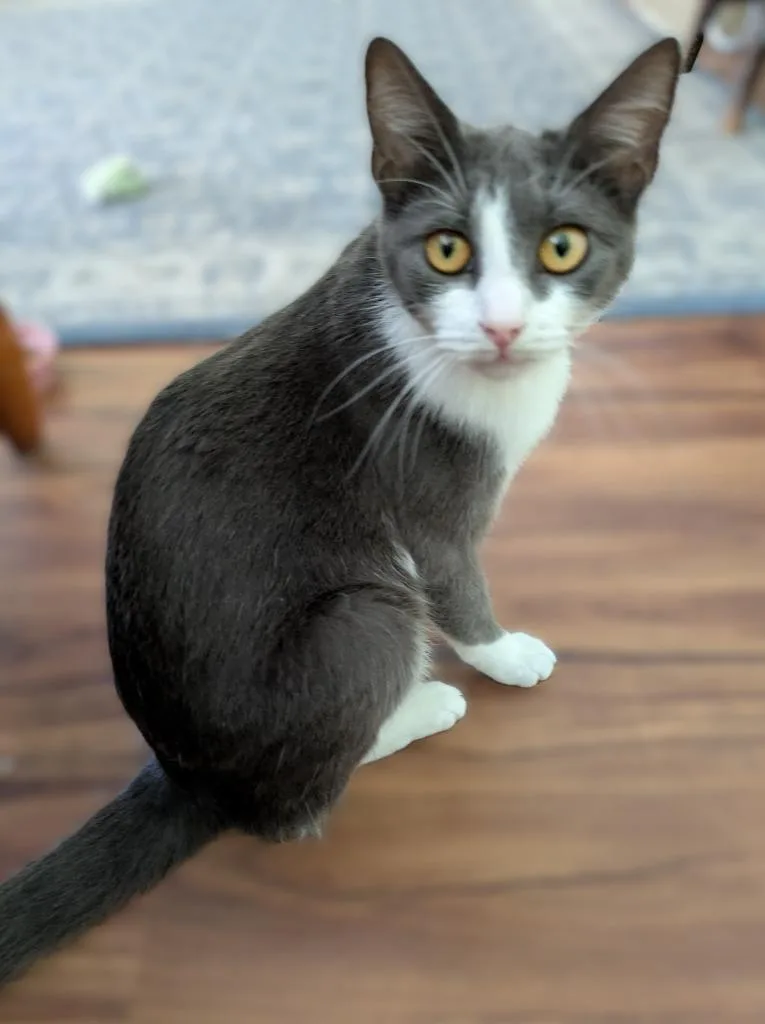 Steel Magnolia thumbnail 2