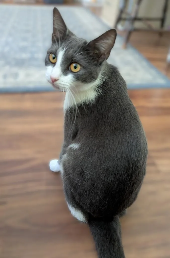 Steel Magnolia thumbnail 3