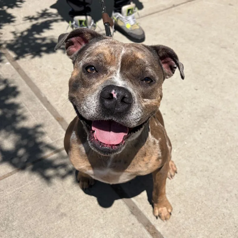 An adult medium-sized female Brown / Chocolate Pit Bull Terrier dog named Zia for adoption in Newark, NJ