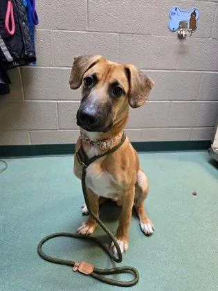 A young medium-sized male Tricolor (Brown, Black, & White) Shepherd dog named Hopper for adoption in Williamsport, PA