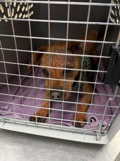 A baby small-sized female Mixed Breed dog named Winnie for adoption in Baraboo, WI