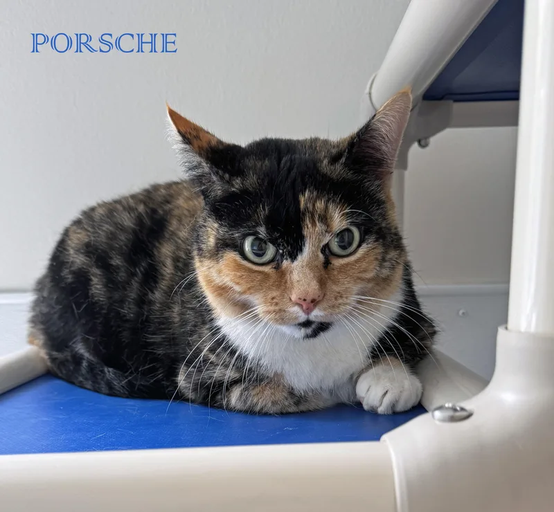 An adult large-sized female Tortoiseshell Calico cat named Porsche for adoption in Albany, NY