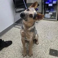 An adult medium-sized male Australian Cattle Dog / Blue Heeler dog named Marty for adoption in Bullhead City, AZ