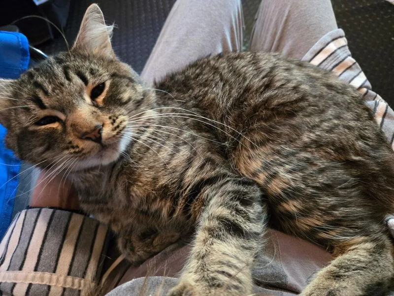 An adult medium-sized male Domestic Medium Hair cat named Stanley for adoption in Duxbury, MA