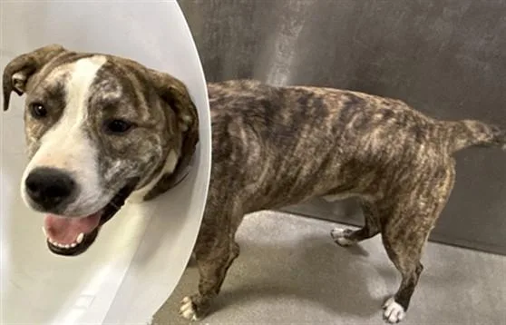 A young medium-sized male Pit Bull Terrier dog named Yancey for adoption in Lancaster, CA