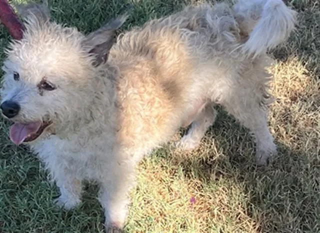 A senior small-sized male Terrier dog named Scooter for adoption in Stockton, CA