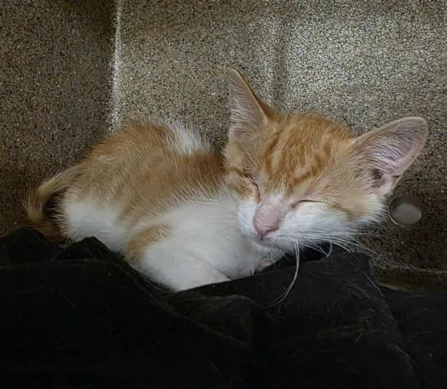 A baby small-sized male Domestic Short Hair cat named Butterceam for adoption in San Antonio, TX