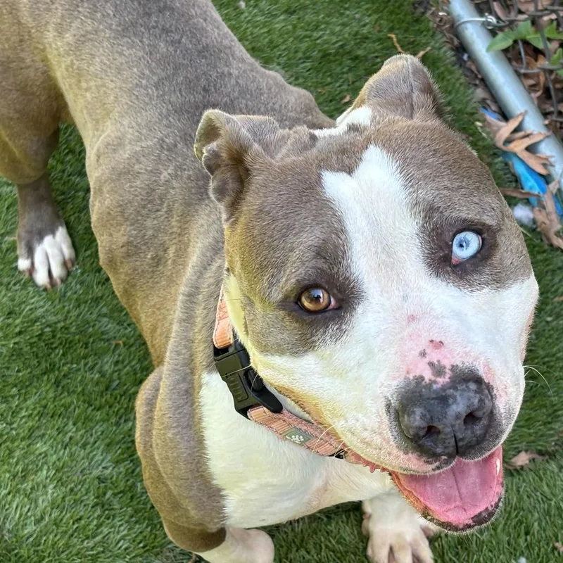 An adult medium-sized female Brown / Chocolate Mixed Breed dog named Wormy McSquirmy for adoption in Davenport, IA