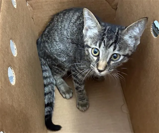 A baby medium-sized male Domestic Short Hair cat named Mr. Oxford for adoption in Dallas, TX