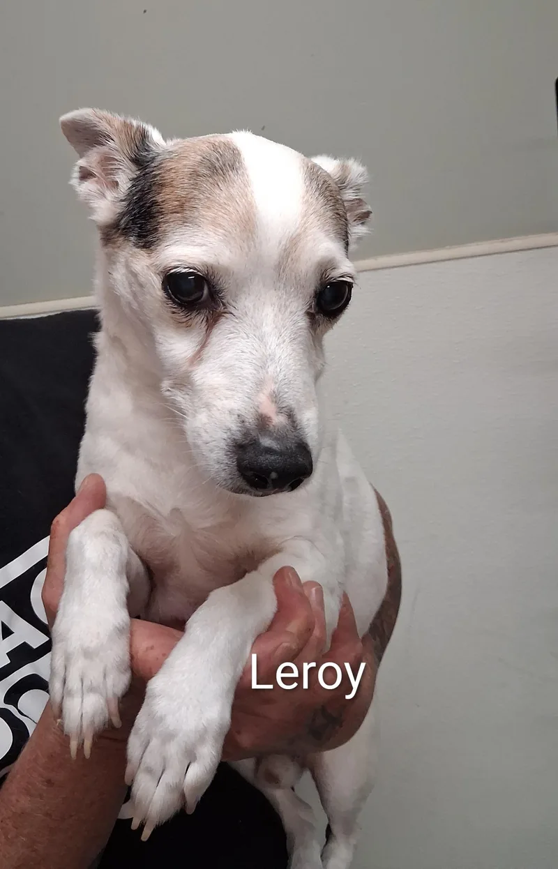 An adult small-sized male White / Cream Jack Russell Terrier dog named Leroy for adoption in Maynardville, TN