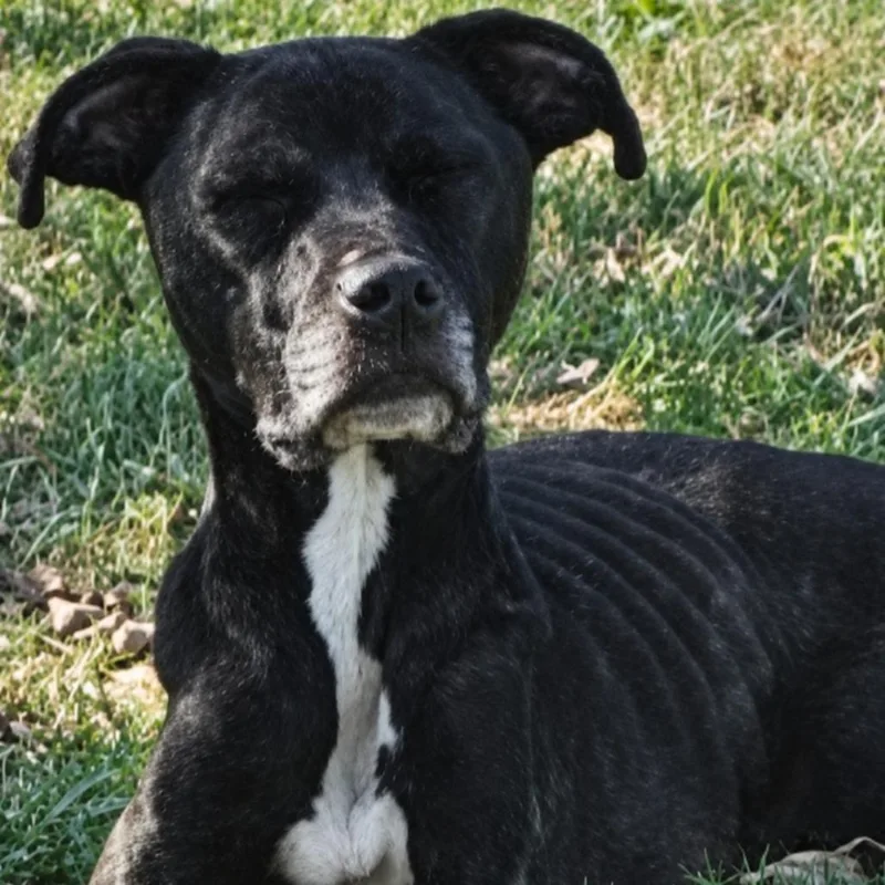 An adult small-sized female Pit Bull Terrier dog named Maxine for adoption in Rogersville, MO