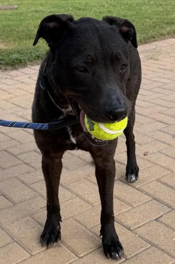 An adult large-sized female Labrador Retriever dog named Fiona for adoption in Austin, TX