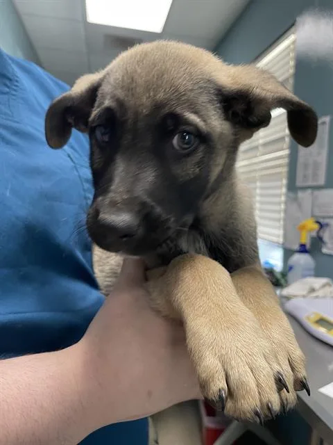 A baby small-sized male German Shepherd Dog dog named Lincoln for adoption in Newton, NC