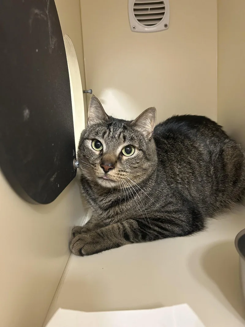 An adult medium-sized male Domestic Short Hair cat named Bud for adoption in Lancaster, PA
