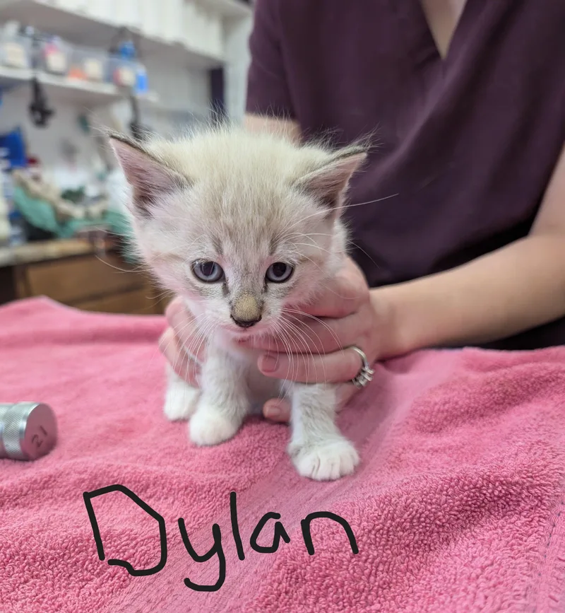 A young medium-sized male Domestic Short Hair cat named Dylan for adoption in Cottonwood, MN