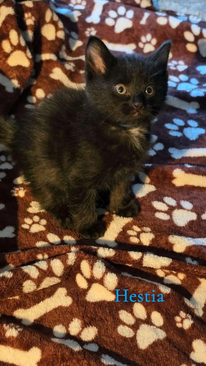 A baby medium-sized female Black Domestic Medium Hair cat named Hestia for adoption in Medinah, IL