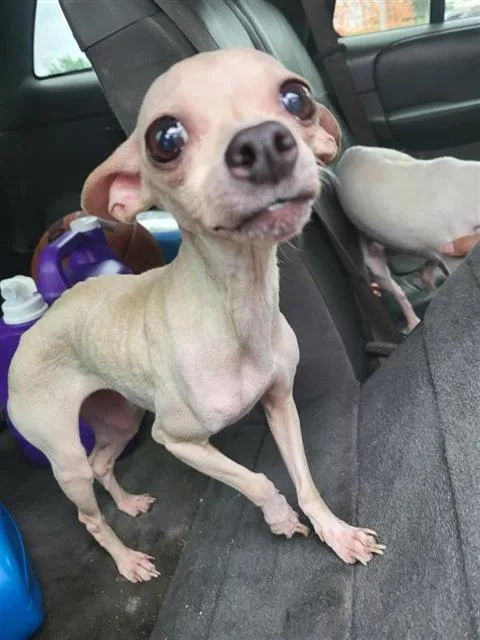 A young small-sized female Chihuahua dog named Marranitos for adoption in San Antonio, TX