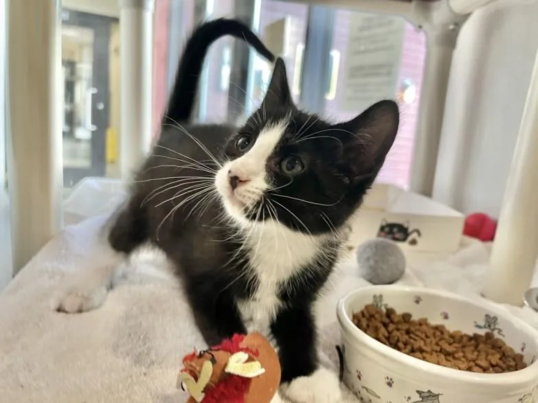 A baby small-sized male Domestic Short Hair cat named Helios for adoption in Chapel Hill, NC