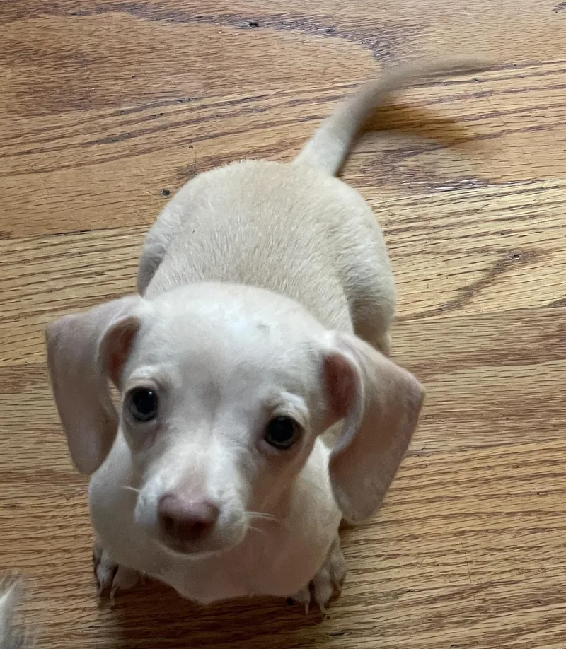 A baby small-sized female Dachshund dog named Chai for adoption in Overland Park, KS