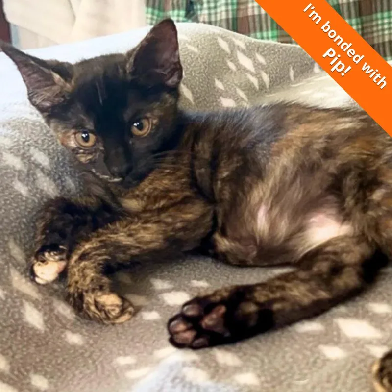 A baby small-sized female Tortoiseshell Domestic Short Hair cat named Squeak for adoption in Pleasant Hill, CA