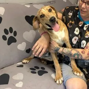 A young medium-sized male Yellow / Tan / Blond / Fawn Catahoula Leopard Dog dog named Dakota for adoption in Rochester, MN