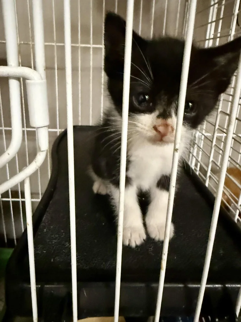 CAT  Mack thumbnail 2