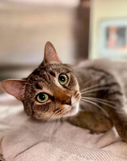 An adult small-sized male Domestic Short Hair cat named Edmund for adoption in West Chester, PA