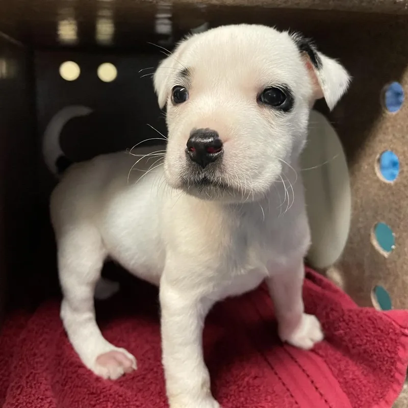 A baby small-sized female White / Cream Pit Bull Terrier dog named Name Unknown for adoption in Pasadena, CA