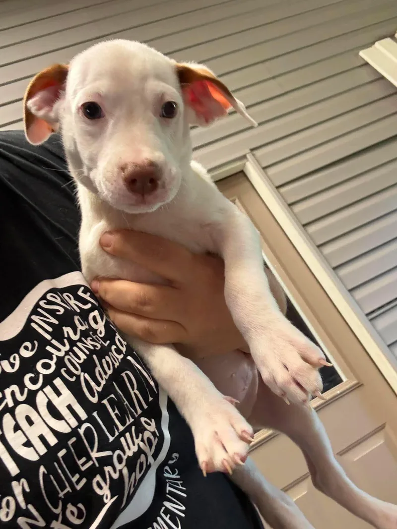 A baby small-sized male Pit Bull Terrier dog named Hamm for adoption in Minneapolis, MN