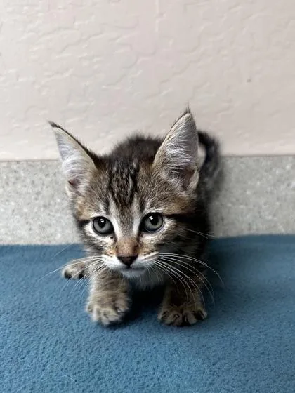 A young small-sized female Domestic Short Hair cat named Dragonfly for adoption in Phoenix, AZ