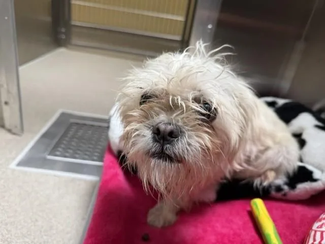 An adult small-sized female Brussels Griffon dog named Dorothy for adoption in Denver, CO