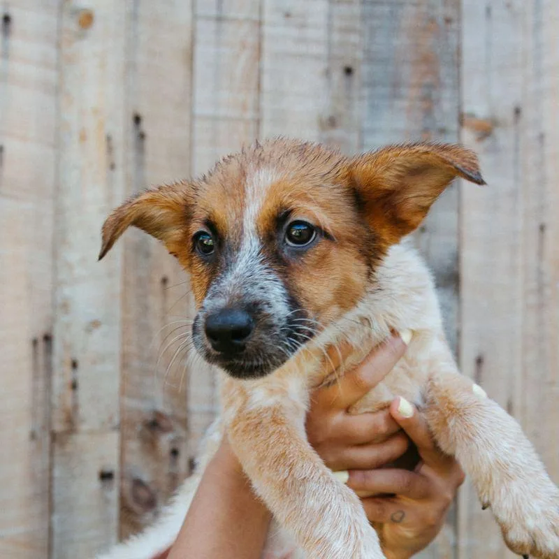 A baby medium-sized female Australian Cattle Dog / Blue Heeler dog named Canoe for adoption in Jackson, WY