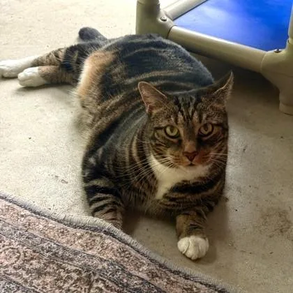 An adult large-sized male Tabby (Gray / Blue / Silver) Domestic Short Hair cat named Stormi for adoption in Phoenixville, PA