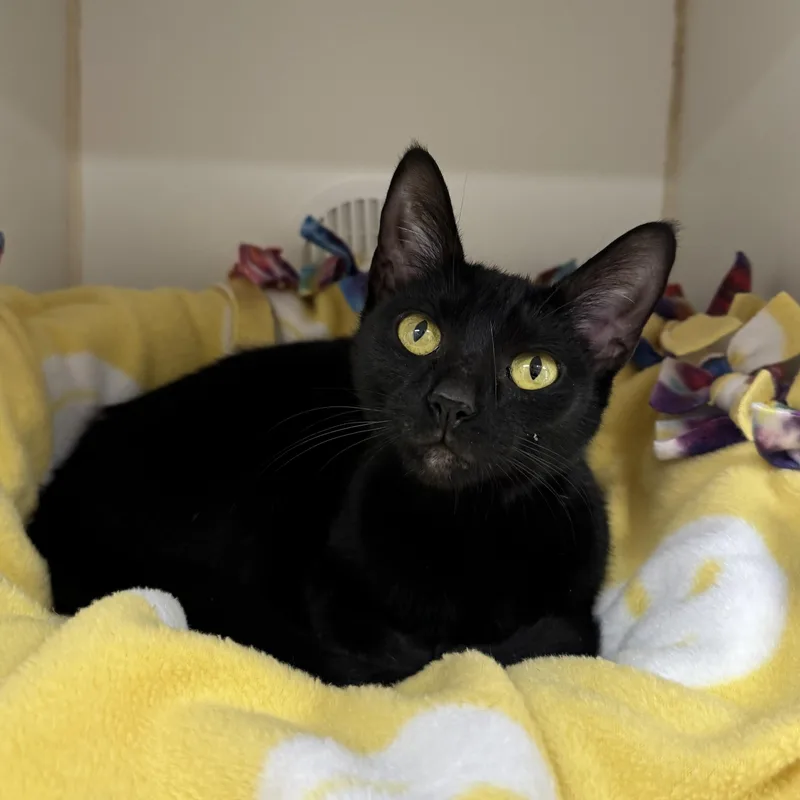A young small-sized female Black Domestic Short Hair cat named Hallie for adoption in Reisterstown, MD