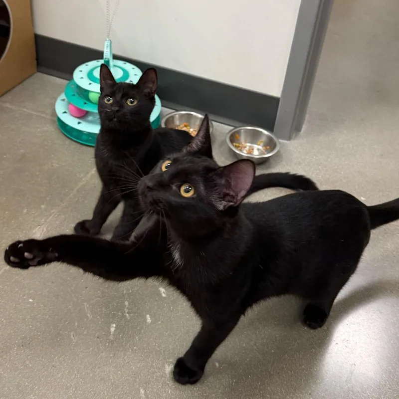 A baby small-sized female Domestic Short Hair cat named Kage for adoption in Escondido, CA