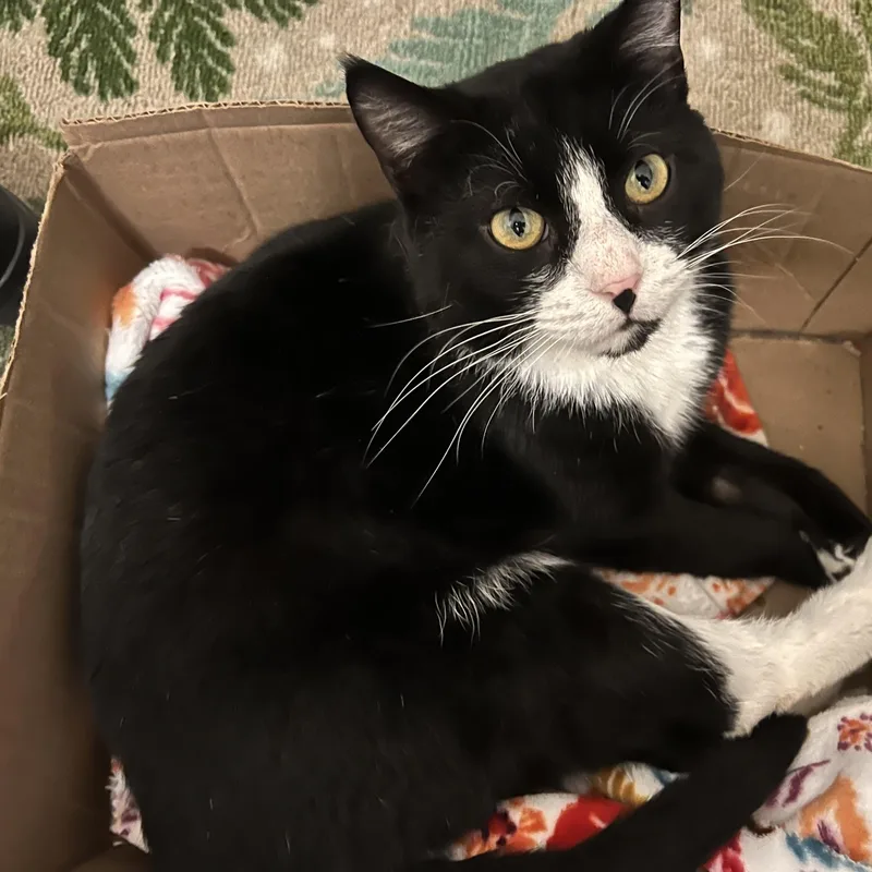 A young medium-sized male Domestic Short Hair cat named Tom  Sweet Patient for adoption in New York, NY