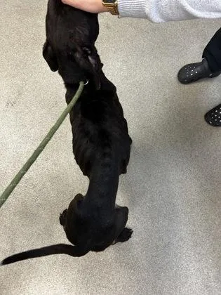 An adult medium-sized male Mixed Breed dog named Rocky for adoption in Palm Coast, FL