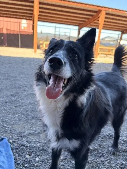An adult medium-sized female Border Collie dog named Cee Cee for adoption in Redmond, OR