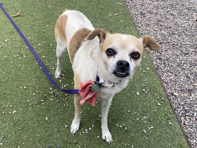 An adult small-sized male Chihuahua dog named Friend for adoption in Phoenix, AZ