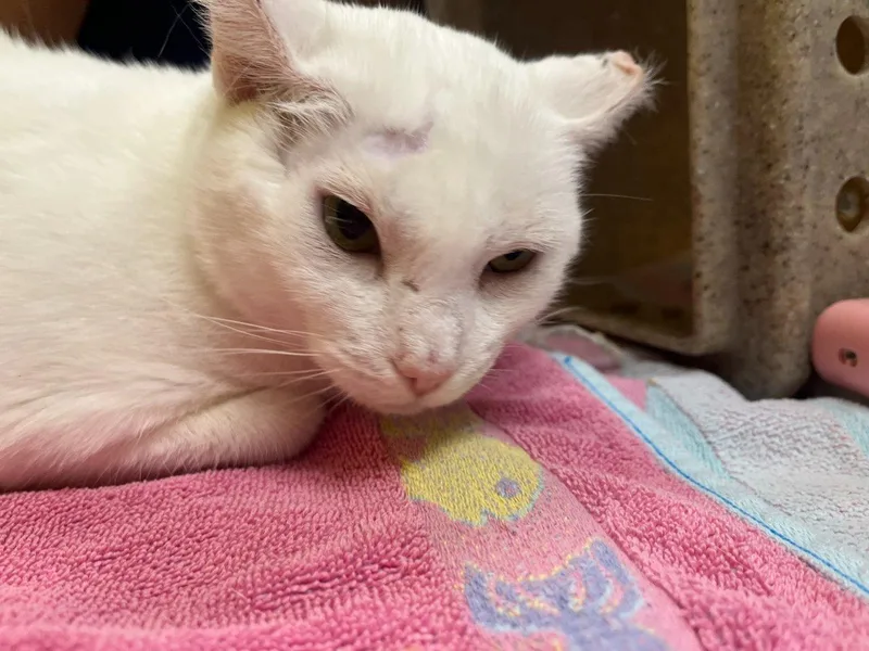 A young small-sized female White Domestic Short Hair cat named Aziza for adoption in Raleigh, NC