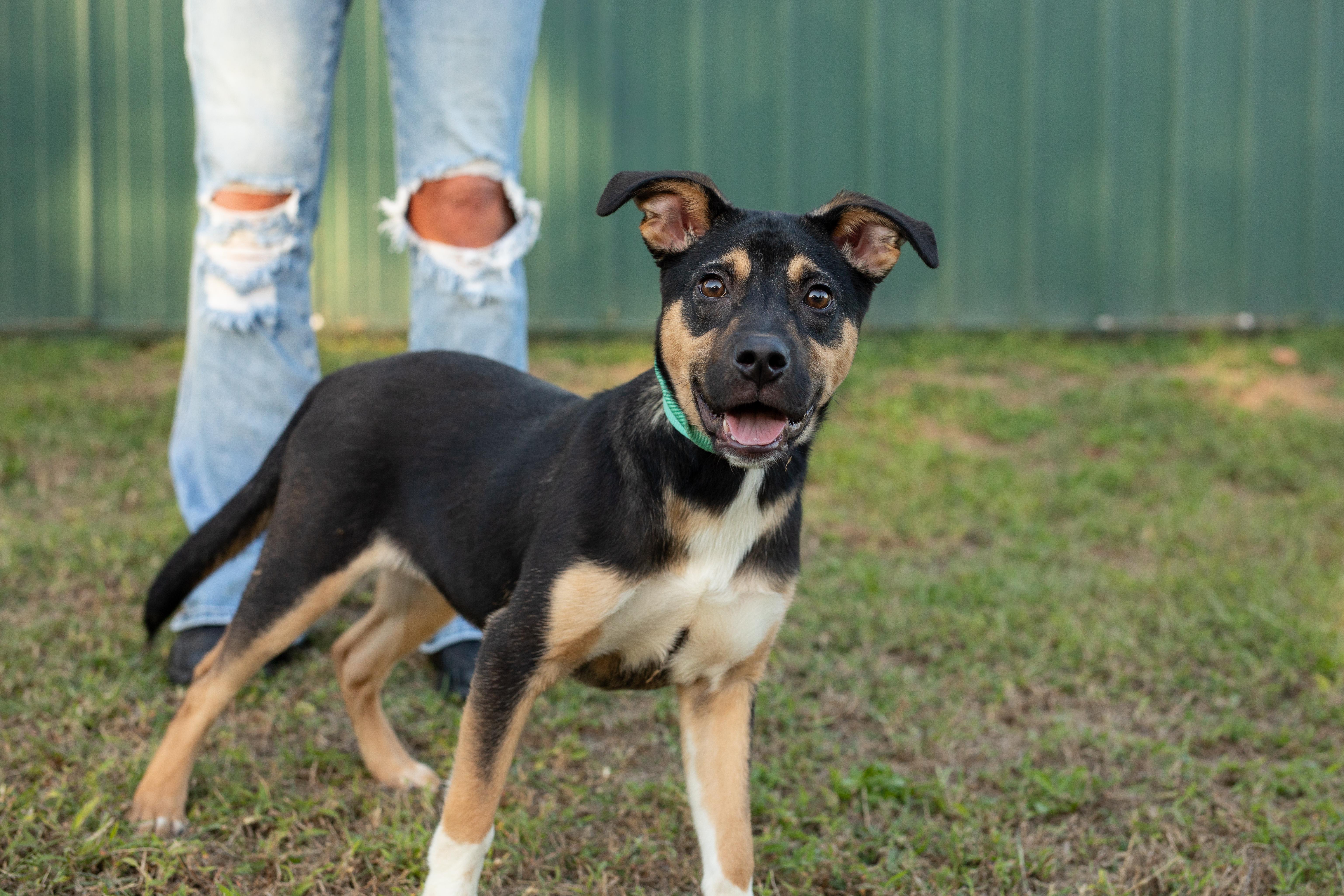 A baby medium-sized female Pit Bull Terrier dog named Tessa for adoption in Dixon, KY