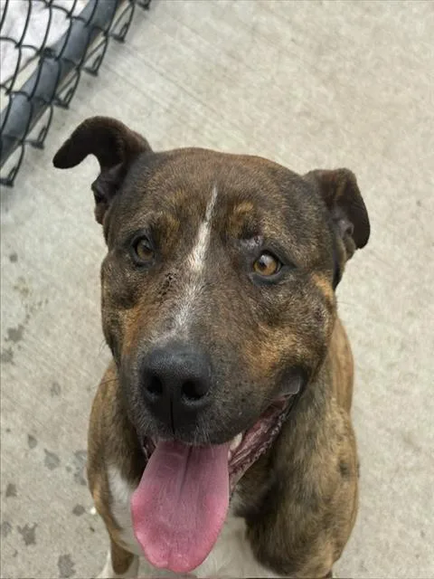 A young large-sized male Pit Bull Terrier dog named Rummy for adoption in Tulsa, OK