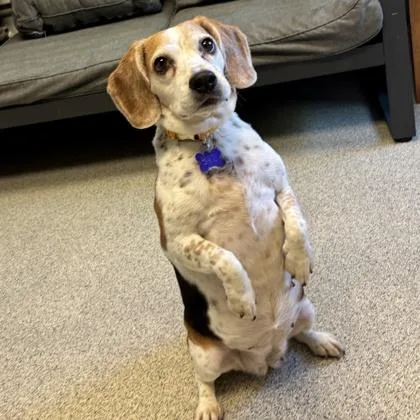 A senior medium-sized female Tricolor (Brown, Black, & White) Mixed Breed dog named Hope for adoption in Lansing, MI