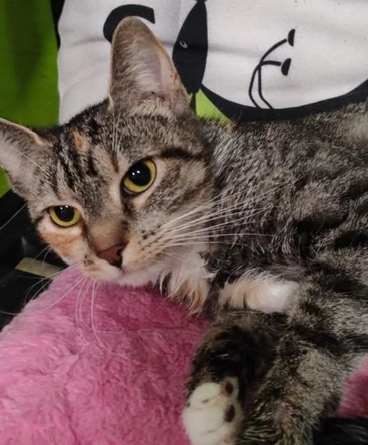 A young medium-sized female Domestic Short Hair cat named Miya for adoption in Lancaster, PA
