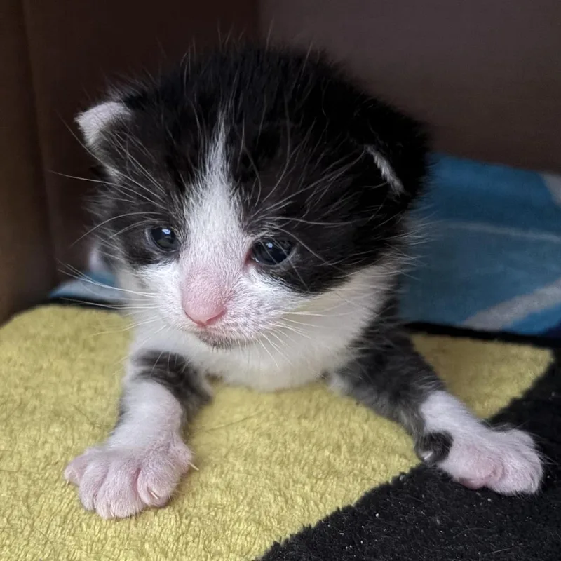 A baby small-sized male Black Domestic Short Hair cat named Shiny Panther for adoption in Providence, RI