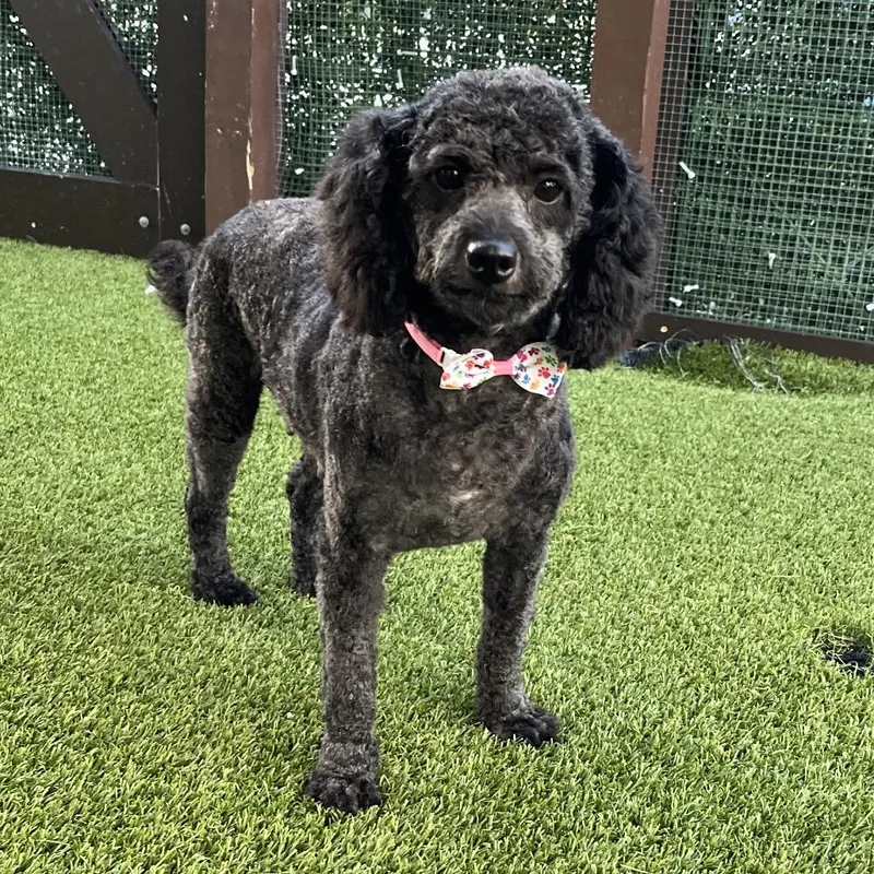An adult small-sized female Black Poodle dog named Vivienne for adoption in LOXAHATCHEE, FL
