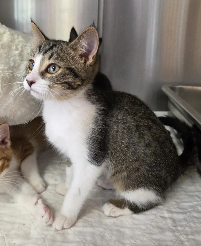 A baby medium-sized female Tabby (Gray / Blue / Silver) Domestic Short Hair cat named Boo for adoption in Lexington, MI